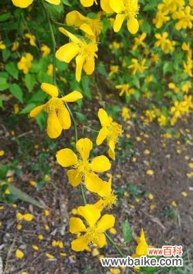 盛放在心间的魅力与温暖 棣棠花语