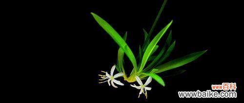 唤醒内心力量，勇敢追寻梦想 吊兰开花的寓意——以自我成长为起点