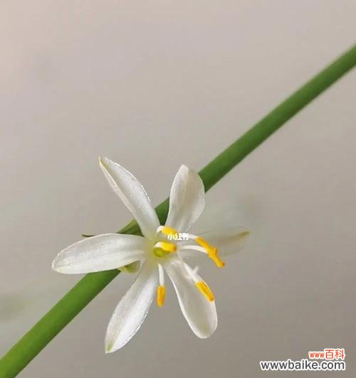 唤醒内心力量，勇敢追寻梦想 吊兰开花的寓意——以自我成长为起点