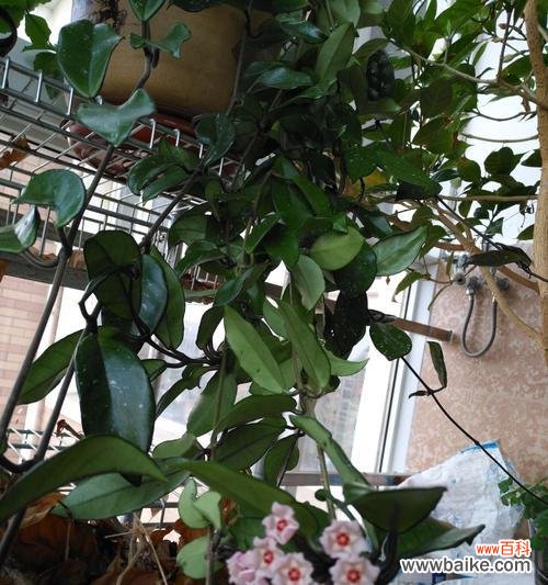 唤醒内心力量，勇敢追寻梦想 吊兰开花的寓意——以自我成长为起点