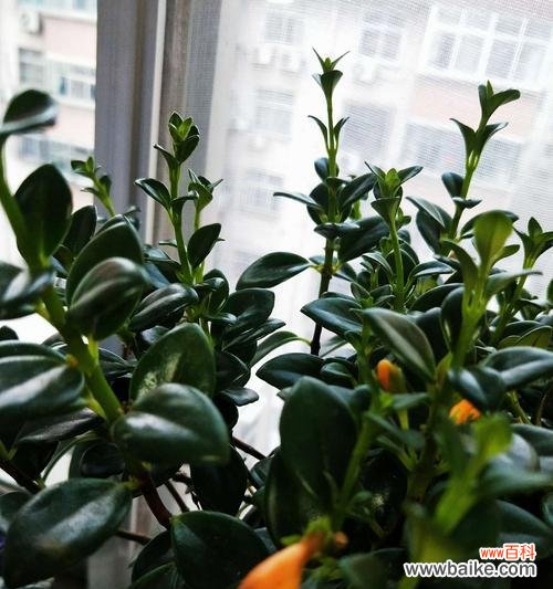 探索吊兰花的内涵,传承美好的寓意 吊兰花语含义与传说