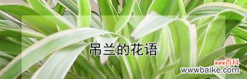 探索吊兰花的内涵,传承美好的寓意 吊兰花语含义与传说