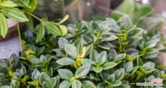 用花语描绘的温柔、坚韧与希望 吊兰花与生活情感的传递