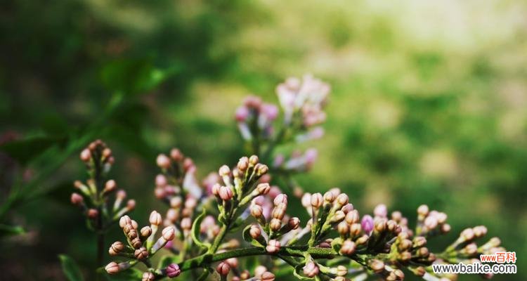 探寻丁香花的象征意义 丁香花的花语和寓意