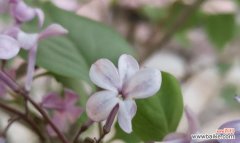 揭示丁香花的神秘内涵与美丽寓意 丁香花的象征意义和花语