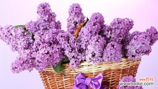 揭示丁香花的神秘内涵与美丽寓意 丁香花的象征意义和花语