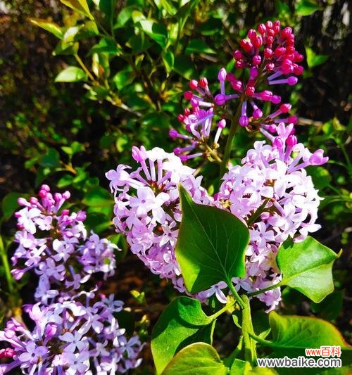 揭示丁香花的神秘内涵与美丽寓意 丁香花的象征意义和花语