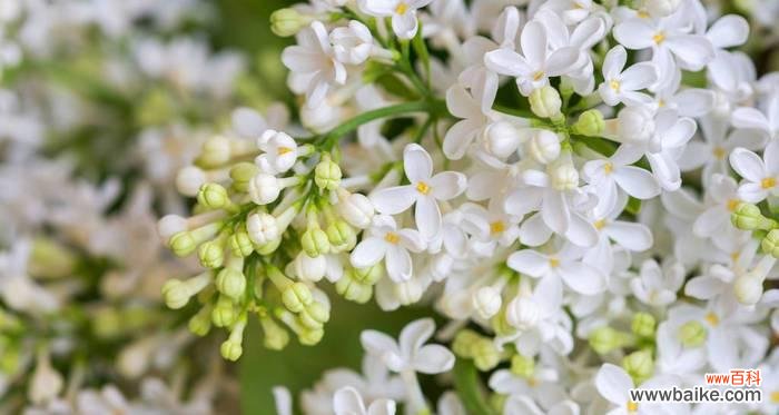 丁香花的代表意义与传说 丁香花