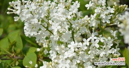 追寻丁香花的神秘密码，解读花语与寓意 丁香花的花语与寓意