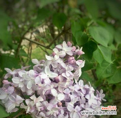 追寻丁香花的神秘密码，解读花语与寓意 丁香花的花语与寓意