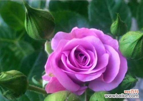 揭秘冬季养殖的花卉之谜 冬季花卉的美丽盛宴