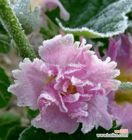 揭秘冬季养殖的花卉之谜 冬季花卉的美丽盛宴