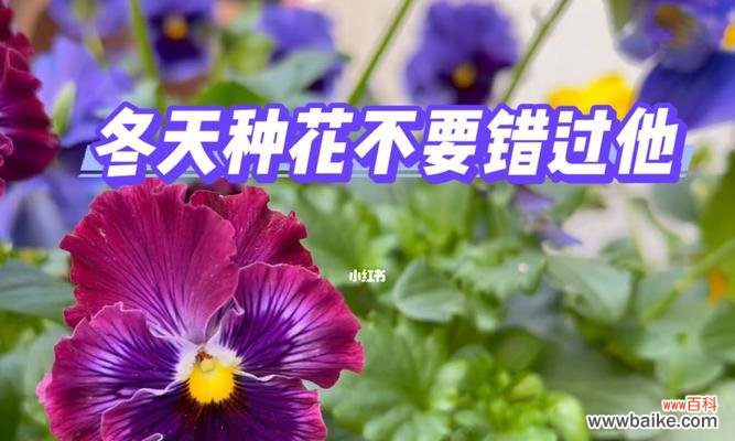 揭秘冬季养殖的花卉之谜 冬季花卉的美丽盛宴
