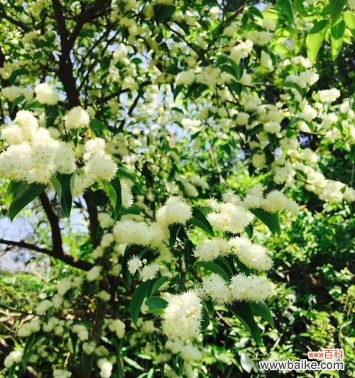 传递生命力的绿叶,凝视希望之花 冬青树的花语