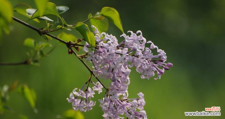 丁香花的神秘、浪漫与希望 丁香花的寓意与象征意义