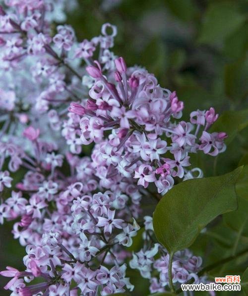 用丁香花描绘生命的绽放与成长 丁香花语