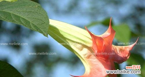 探寻曼陀罗花语的象征意义 曼陀罗的花语