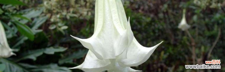 曼陀罗的神秘美丽与内涵 曼陀罗花语解析