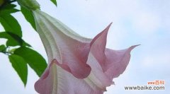 探索曼陀罗花语的含义与象征 曼陀罗花语的神秘之谜