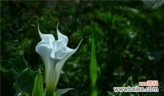 探秘曼陀罗华的神秘与美丽 曼陀罗华的花语与传说