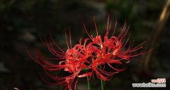 揭开曼陀罗华的花语谜团 曼陀罗华的花语之美丽与神秘