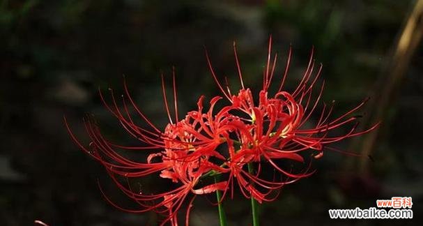 揭开曼陀罗华的花语谜团 曼陀罗华的花语之美丽与神秘