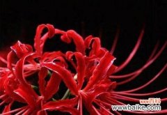 解读曼陀罗华的寓意与象征 曼陀罗华