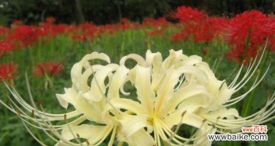 揭开曼陀罗华花语的面纱 曼陀罗华的神秘与魅力