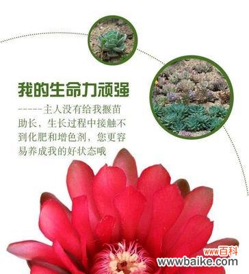 绯花玉花语有何深意?绯花玉花语的象征是什么?