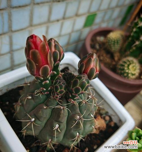 绯花玉花语有何深意?绯花玉花语的象征是什么?