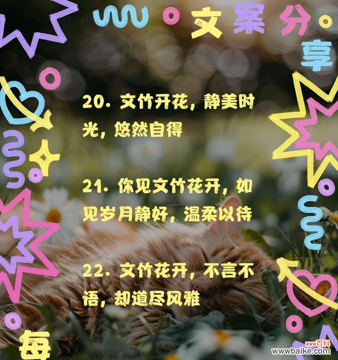 文竹的花语是什么?文竹花语的含义是什么?