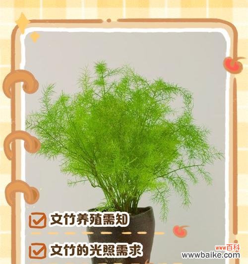 文竹的花语是什么?文竹花语的含义是什么?