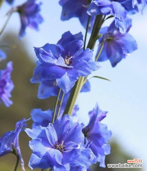 翠雀日本花语有何不同？翠雀日本花语的特殊意义是什么？