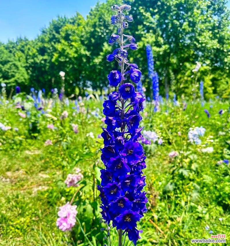 翠雀日本花语有何不同？翠雀日本花语的特殊意义是什么？