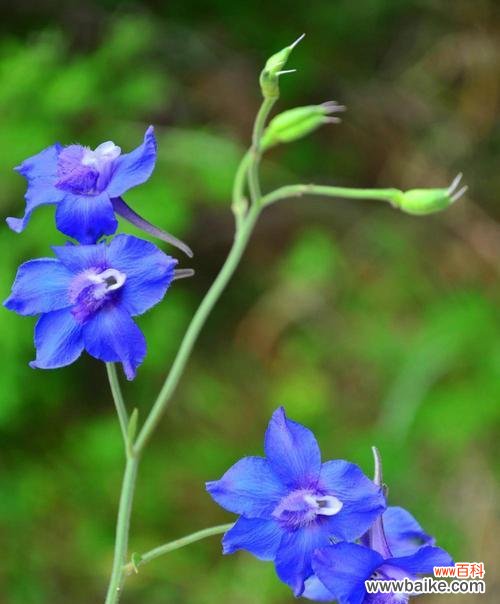 翠雀日本花语有何不同？翠雀日本花语的特殊意义是什么？