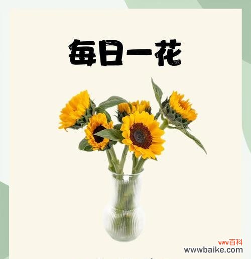 向日奎的花语是什么?向日奎花语的含义是什么?