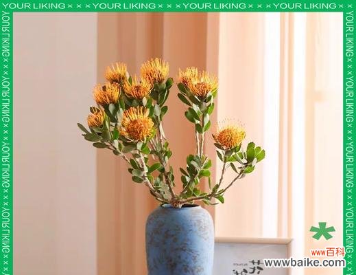 鲜花针垫花语是什么？鲜花针垫花语的寓意是什么？