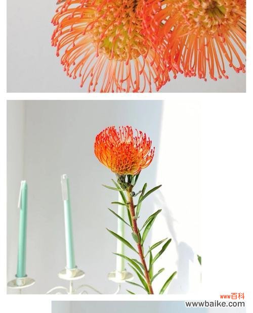 鲜花针垫花语是什么？鲜花针垫花语的寓意是什么？