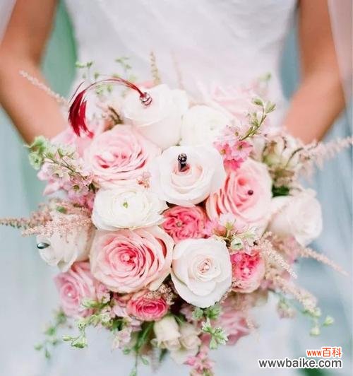 巴西里叶花语是什么？巴西里叶花语的含义是什么？