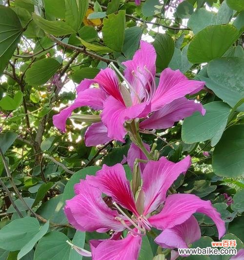 羊蹄梗的花语是什么?羊蹄梗花语的寓意是什么?