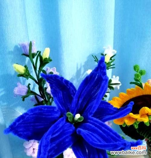 蓝色香槟花语是什么?蓝色香槟花语的含义是什么?