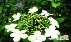 琼花花语假象有哪些含义？琼花的花语背后隐藏了什么？