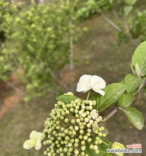 琼花花语假象有哪些含义?琼花的花语背后隐藏了什么?