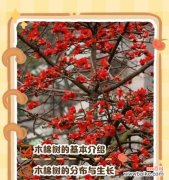 木棉的花语是什么？木棉的寓意有哪些？