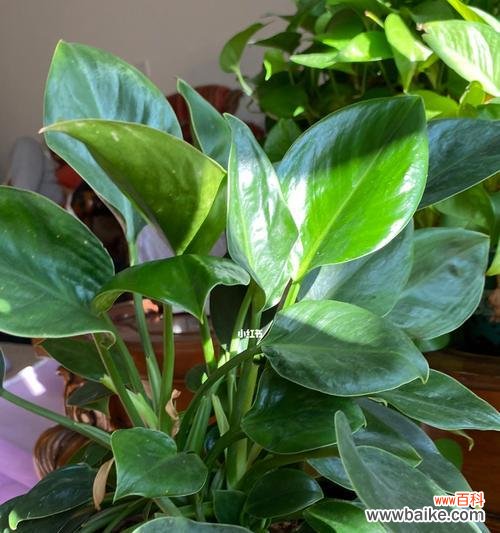 和谐共生,追寻平衡的人生之道 以豆瓣绿的寓意探讨生活的和谐与平衡