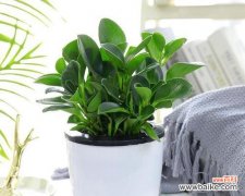 探索豆瓣绿的美丽花语，感受生命的力量 豆瓣绿的花语——生命与希望