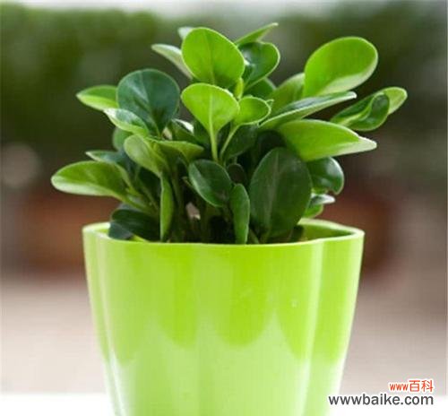 探索豆瓣绿的美丽花语,感受生命的力量 豆瓣绿的花语——生命与希望