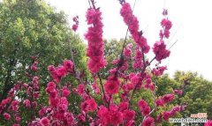 品味冬樱花、重瓣樱花和樱花草的情感寄托 迷恋樱花，相思无数