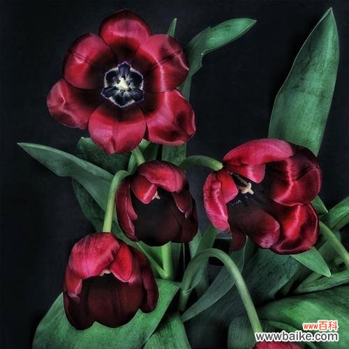 冬季花卉之寒意褪去,花语绽放 冬天花卉的花语