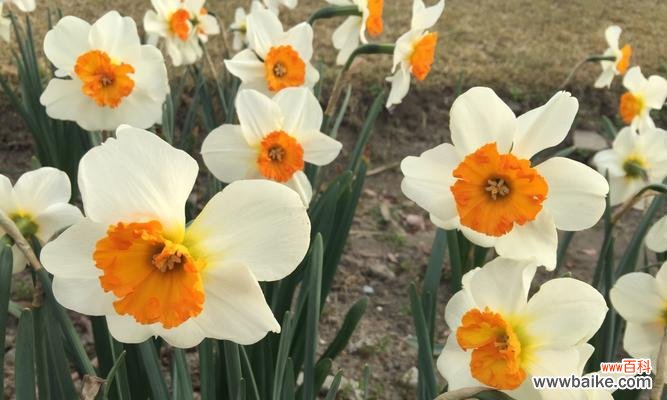 冬季花卉之寒意褪去,花语绽放 冬天花卉的花语